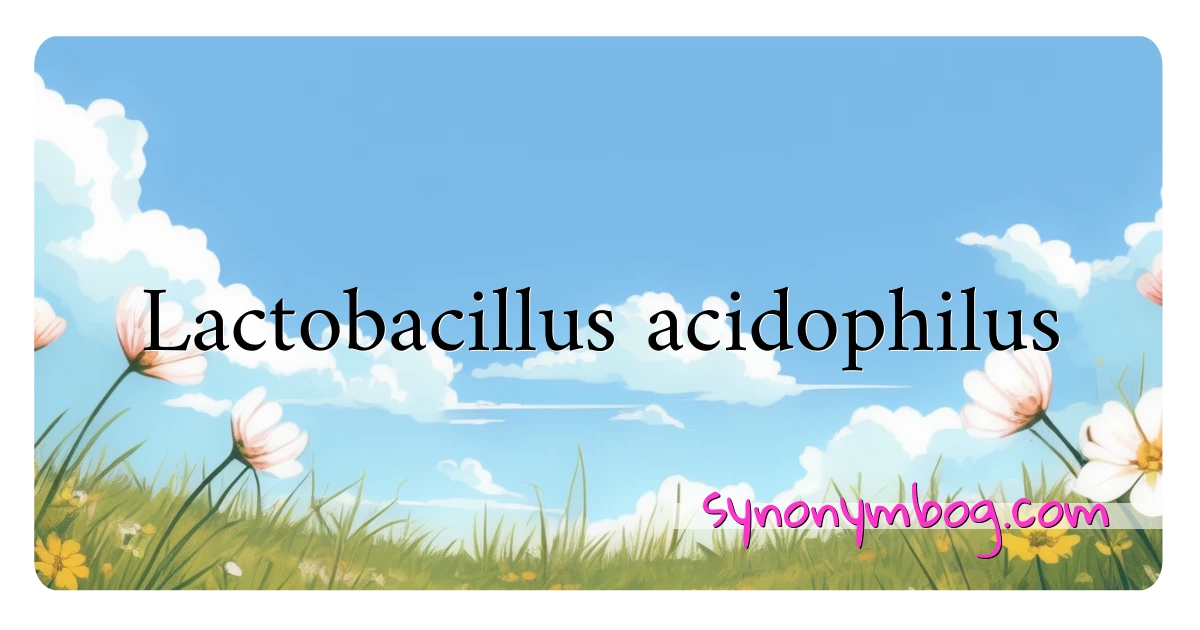 Lactobacillus acidophilus synonymer krydsord betyder forklaring og brug